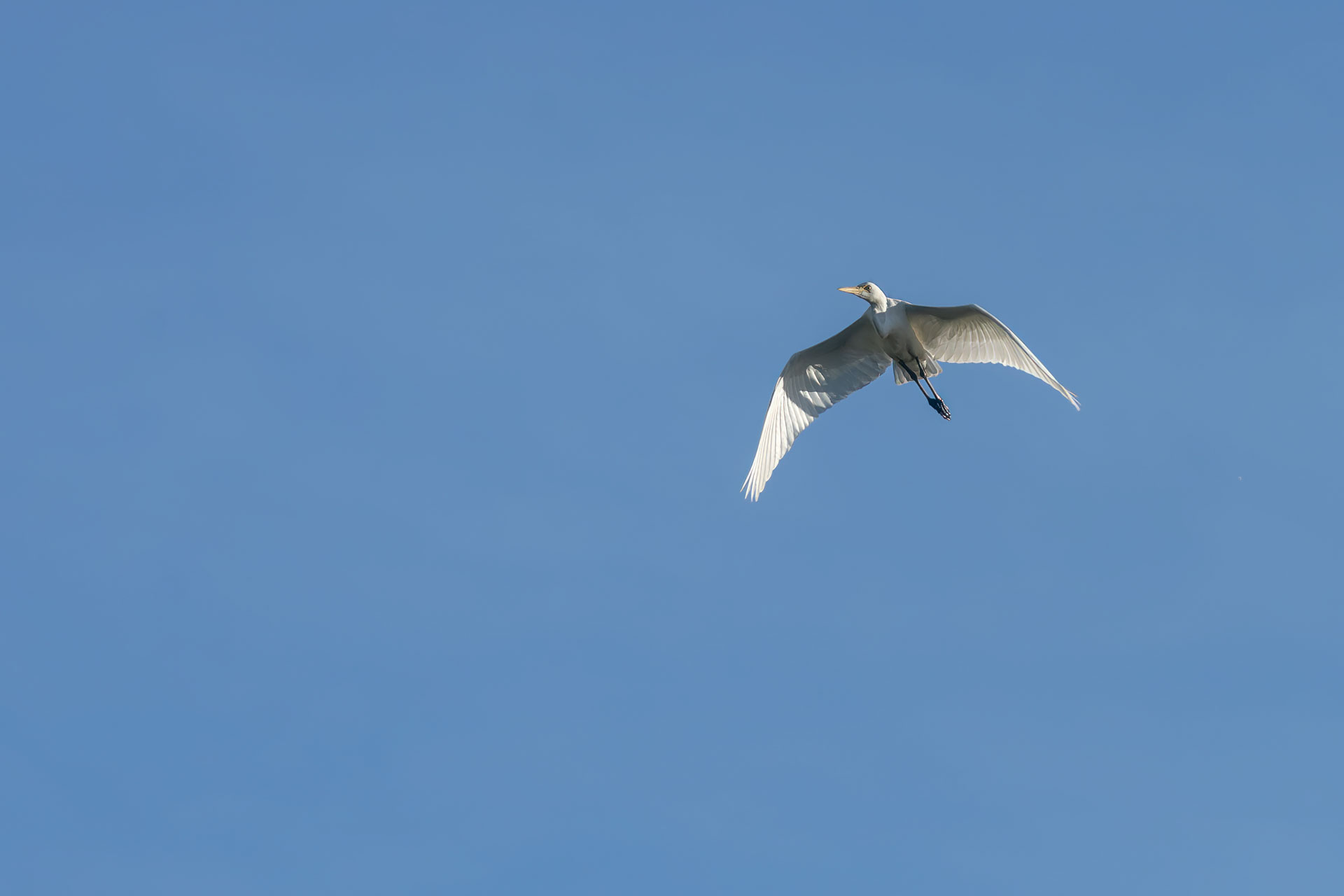 Kakadu National Park - Bootstour im Yellow Water Billabong - Silberreiher modesta